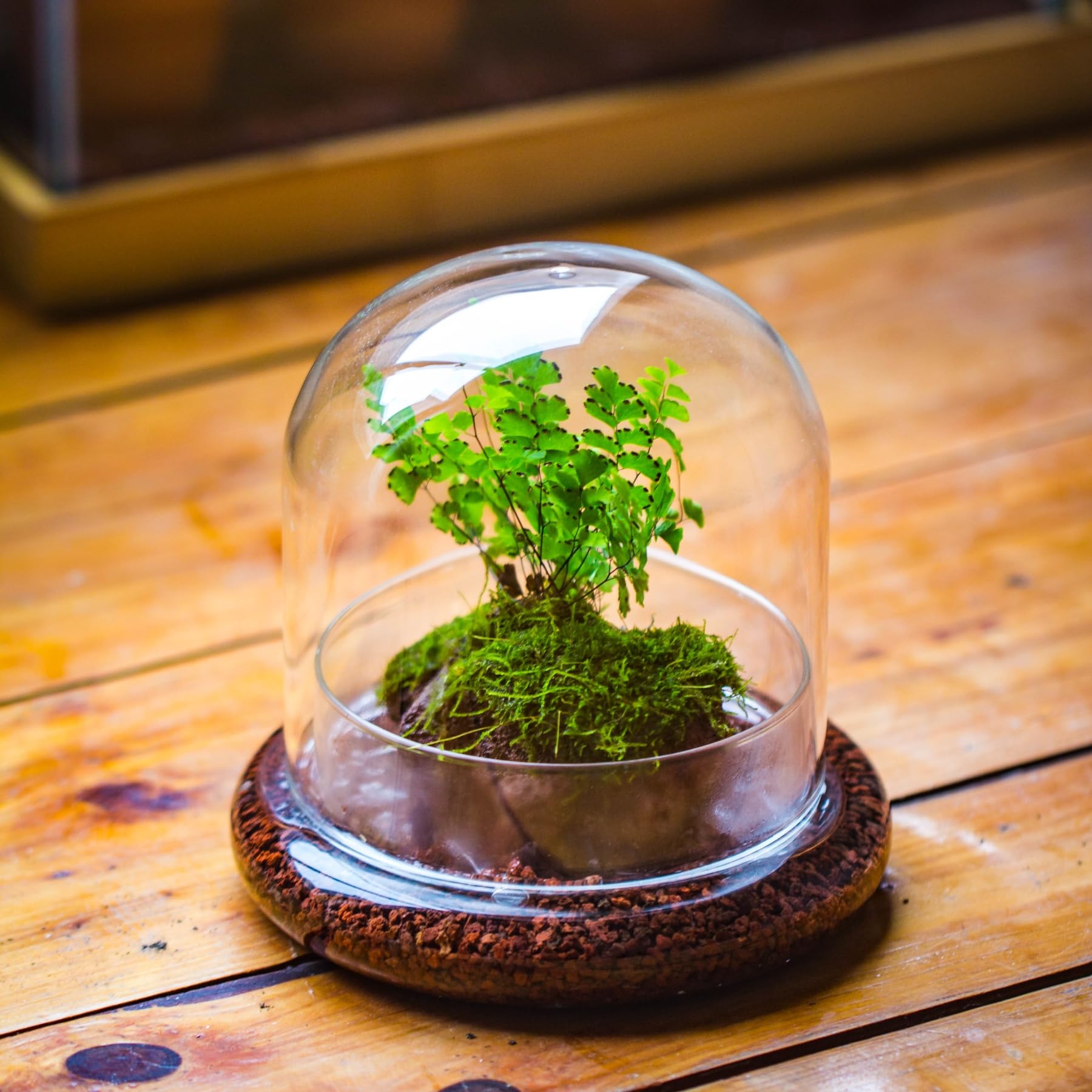 Amazon.co.jp: VULCABESO 小さなガラスクローシュドーム 植物用ベース